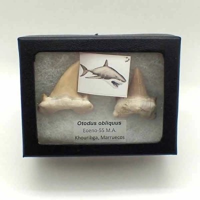 Otodus obliquus Otodus obliquus