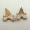  Otodus obliquus