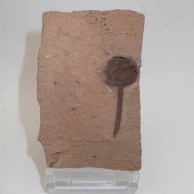 Metasequioa occidentalis Metasequioa occidentalis