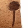  Metasequioa occidentalis