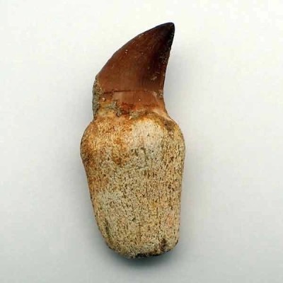 Eremiasaurus heterodonthus Eremiasaurus heterodonthus