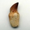 Eremiasaurus heterodonthus