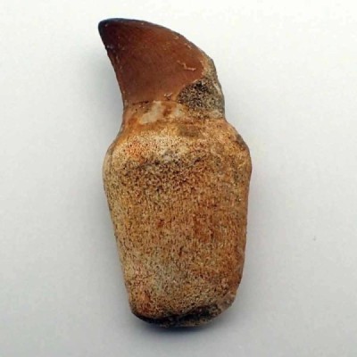 Eremiasaurus heterodonthus Eremiasaurus heterodonthus