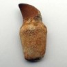  Eremiasaurus heterodonthus