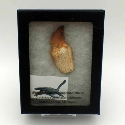 Eremiasaurus heterodonthus Eremiasaurus heterodonthus