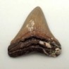 Carcharocles angustidens