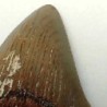  Carcharocles angustidens