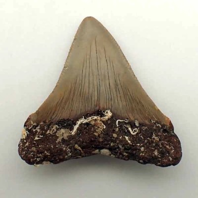 Carcharocles angustidens Carcharocles angustidens