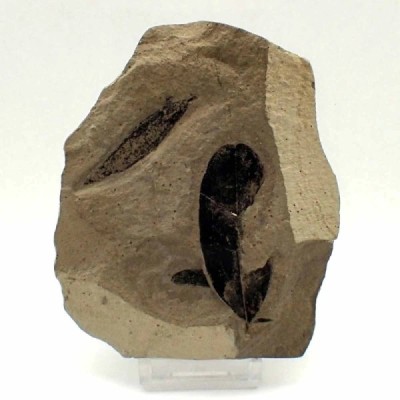 Leguminosites regularis + Cedrelospermum Leguminosites regularis + Cedrelospermum