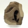 Leguminosites regularis + Cedrelospermum