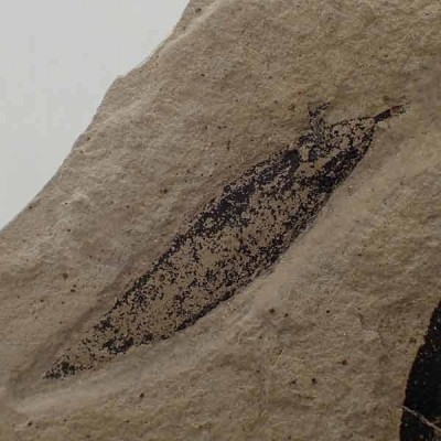 Leguminosites regularis + Cedrelospermum Leguminosites regularis + Cedrelospermum