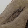  Leguminosites regularis + Cedrelospermum