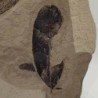  Leguminosites regularis + Cedrelospermum