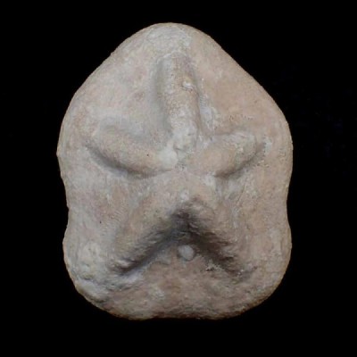 Clypeaster scillae Clypeaster scillae