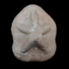 Clypeaster scillae