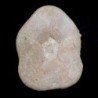  Clypeaster scillae