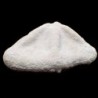  Clypeaster scillae