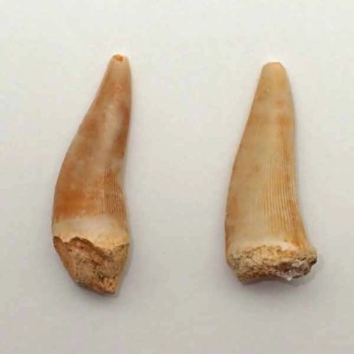 Enchodus lybicus Enchodus lybicus