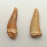  Enchodus lybicus
