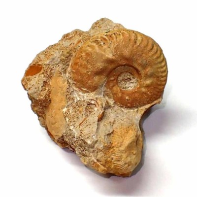 Hecticoceras hecticum Hecticoceras hecticum