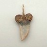  Colgante diente Isurus planus