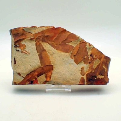 Glossopteris sp. Glossopteris sp.