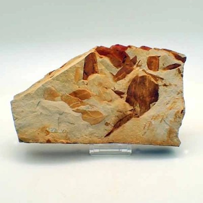 Glossopteris sp. Glossopteris sp.