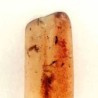  Hymenoptera: Avispa