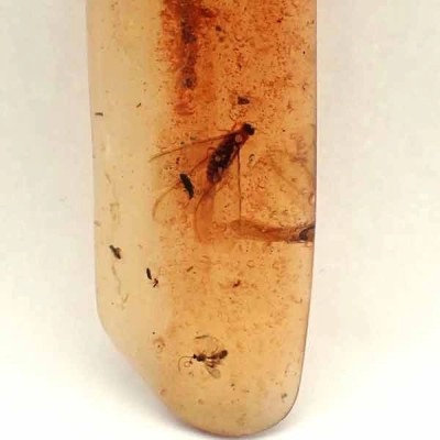 Hymenoptera: Avispa Hymenoptera: Avispa