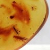  Insectos en ámbar