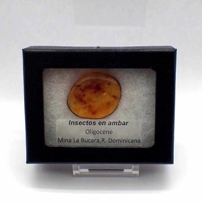 Insectos en ámbar Insectos en ámbar