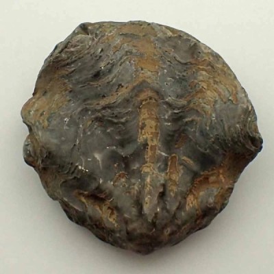 Ostraea crassissima