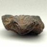  Ostraea crassissima