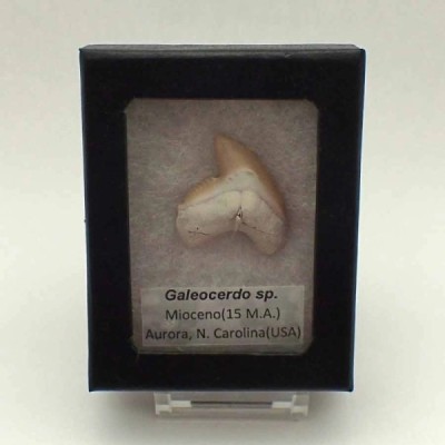 Galeocerdo sp. Galeocerdo sp.