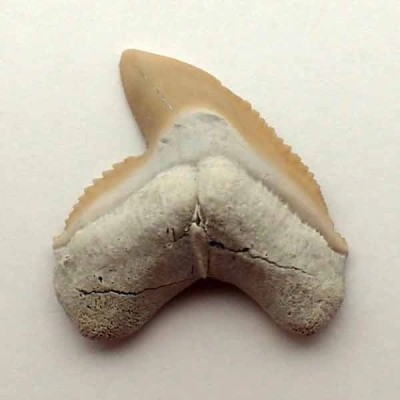 Galeocerdo sp. Galeocerdo sp.