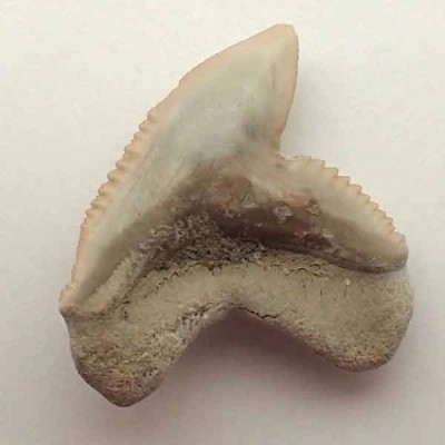 Galeocerdo sp. Galeocerdo sp.