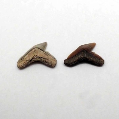 Galeocerdo aduncus Galeocerdo aduncus