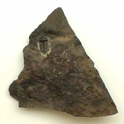 Ellipsocephalus hoffi Ellipsocephalus hoffi