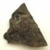 Ellipsocephalus hoffi