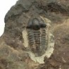  Ellipsocephalus hoffi