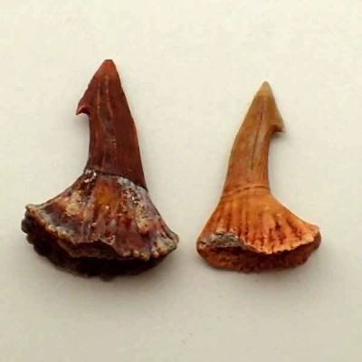 Onchopristis numidus(2) Onchopristis numidus(2)