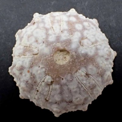 Goniopygus menardi Goniopygus menardi