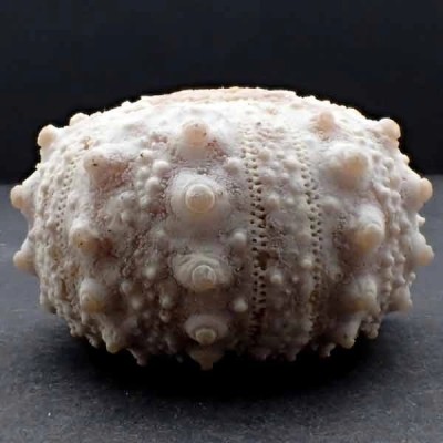 Goniopygus menardi Goniopygus menardi