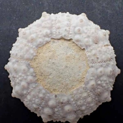 Goniopygus menardi Goniopygus menardi