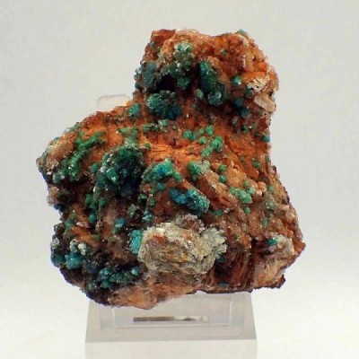 Devillina Devillina