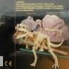  Excavacion Tyranosaurus Rex