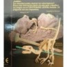  Excavacion Velociraptor