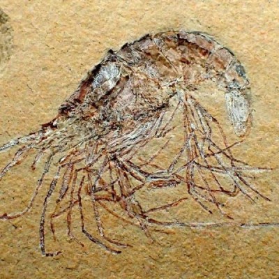 Carpopenaeus callirostris Carpopenaeus callirostris
