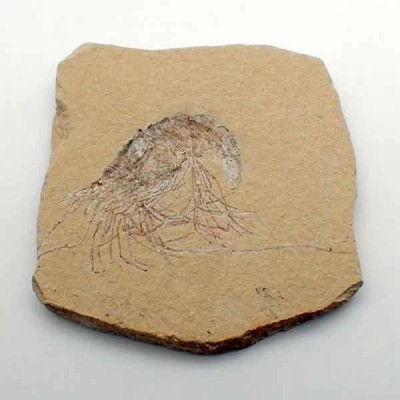 Carpopenaeus callirostris Carpopenaeus callirostris