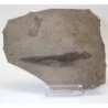 Apateon pedistris